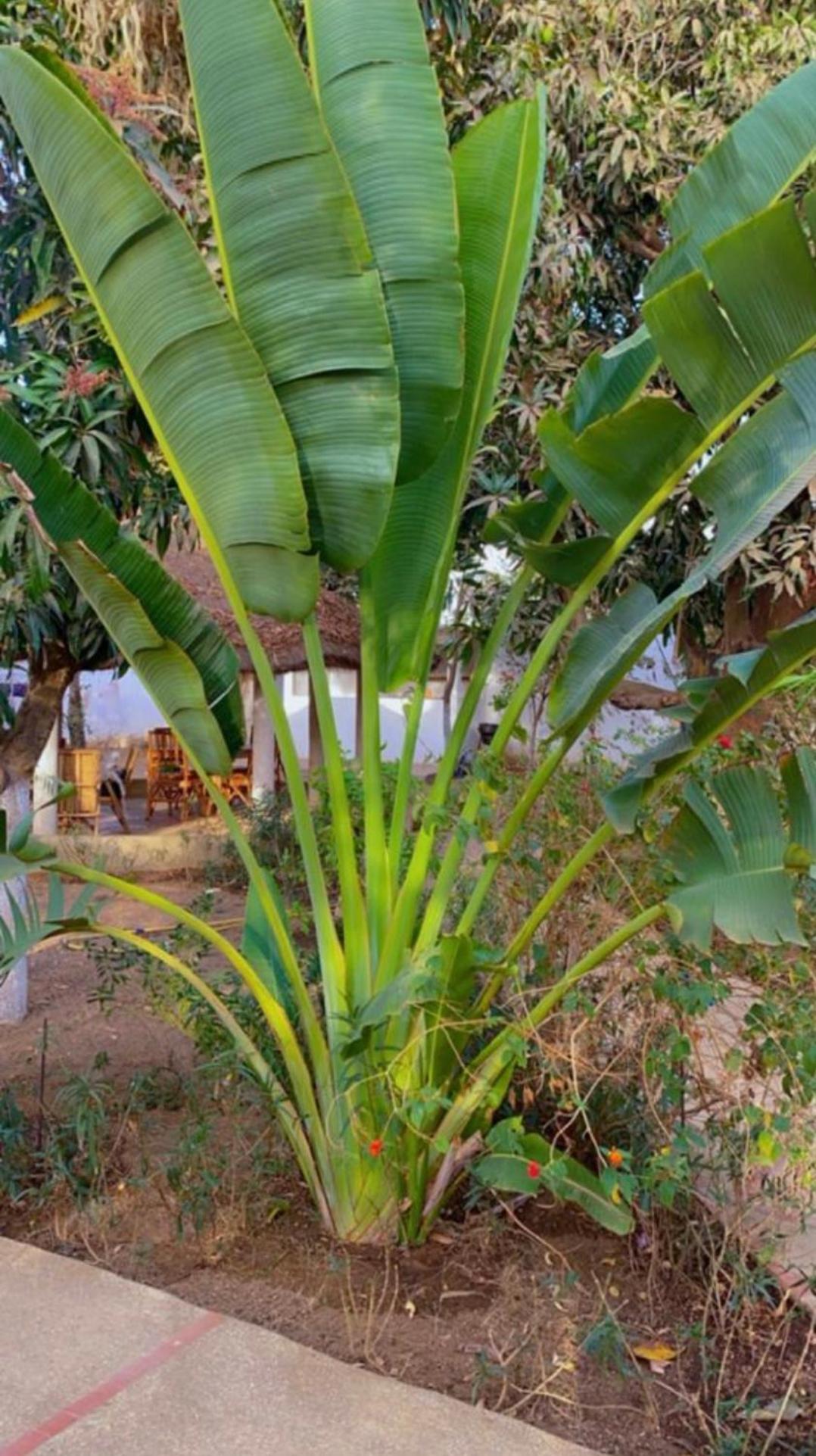 Le Jardin De Adja Hotel Ngaparou Exterior photo