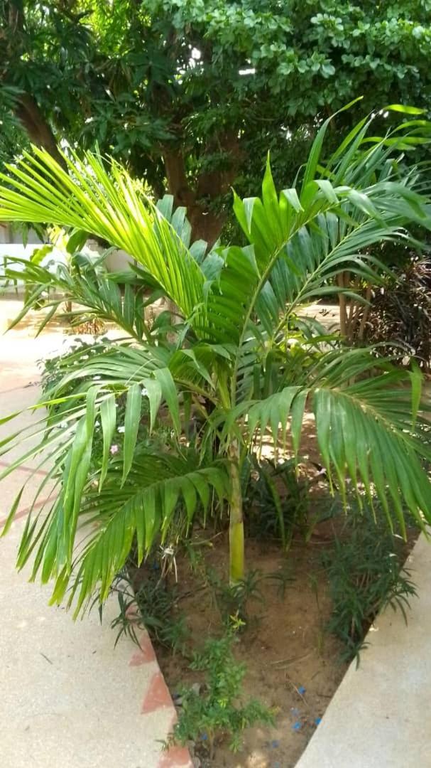 Le Jardin De Adja Hotel Ngaparou Exterior photo